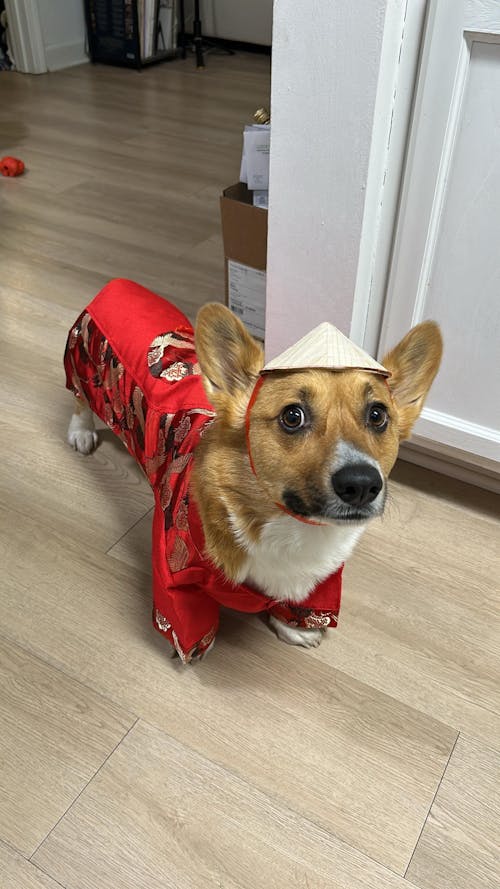 Pet Gam with Buttons Ao Dai (Red, Blue, Yellow) 48B