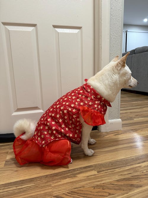 Pet Red Wing Sleeves Daisy Ao Dai 45,46B