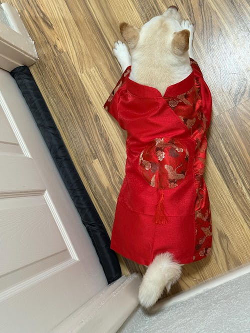 Pet Red Gam Hac with Tassel Ao Dai 48B