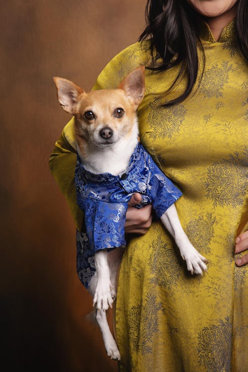 Pet Blue Gam Traditional Ao Dai with Khan Dong (Headband) 47A