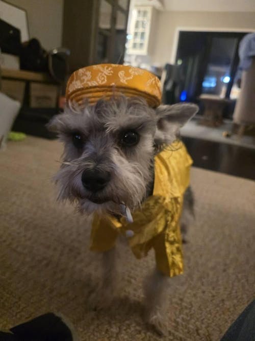 Pet Yellow Gam Traditional Ao Dai with Khan Dong (Headband) 47B