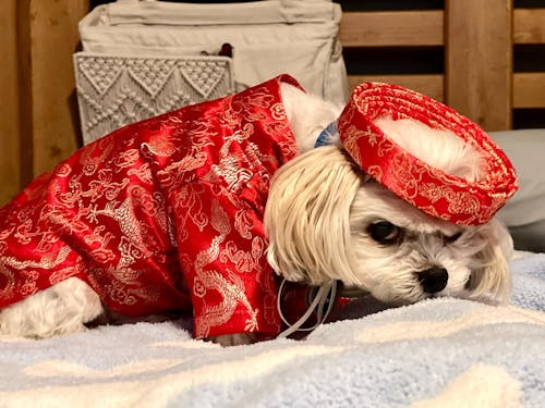 Pet Red Gam Traditional Ao Dai with Khan Dong (Headband) 48B