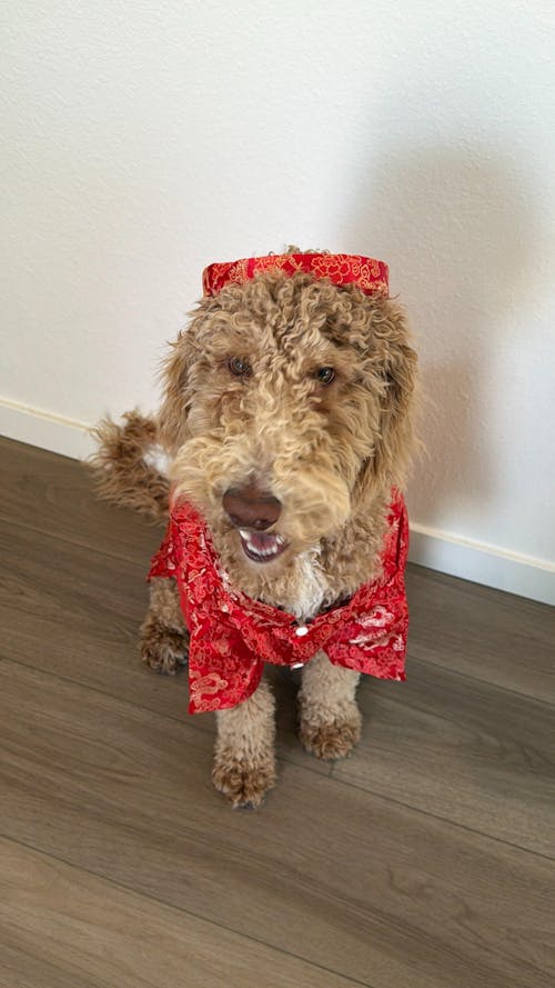 Pet Red Gam Traditional Ao Dai with Khan Dong (Headband) 48B