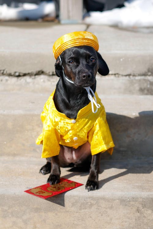 Pet Yellow Gam Traditional Ao Dai with Khan Dong (Headband) 47B