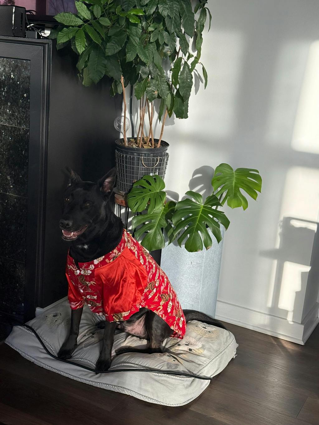 Pet Gam with Buttons Ao Dai (Red, Blue, Yellow) 48A-B