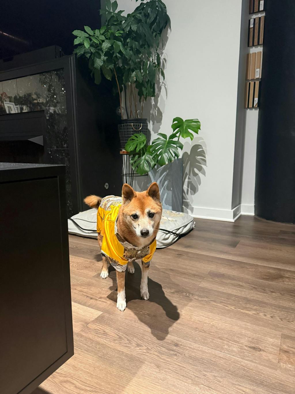 Pet Gam with Buttons Ao Dai (Red, Blue, Yellow) 48A-B