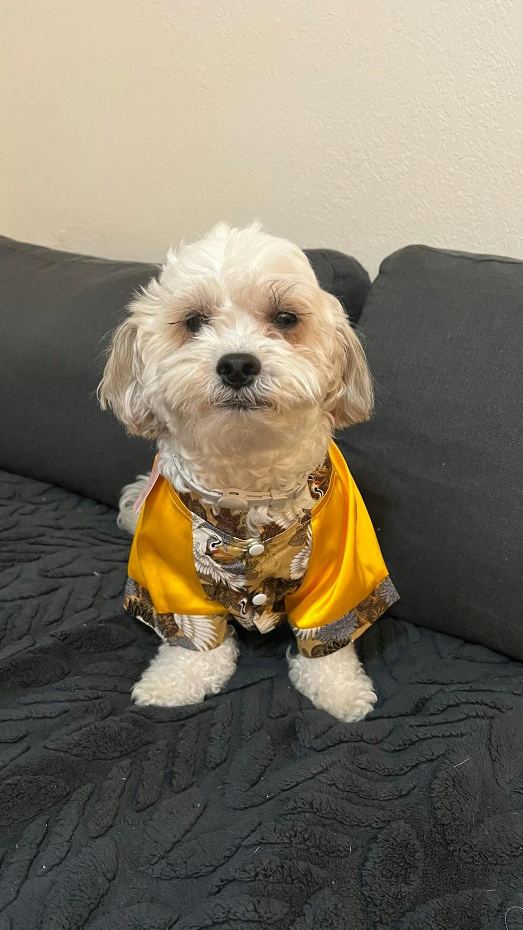 Pet Gam with Buttons Ao Dai (Red, Blue, Yellow) 48A-B