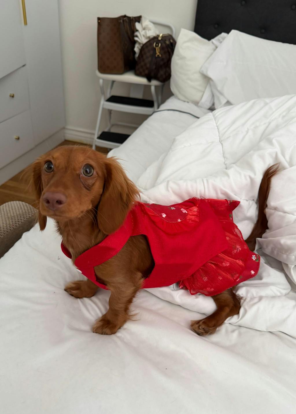 Pet Red Daisy Yem-Inspired Halter Ao Dai 45B