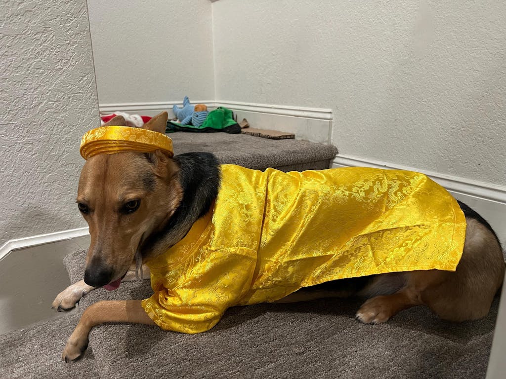 Pet Yellow Gam Traditional Ao Dai with Khan Dong (Headband) 47B