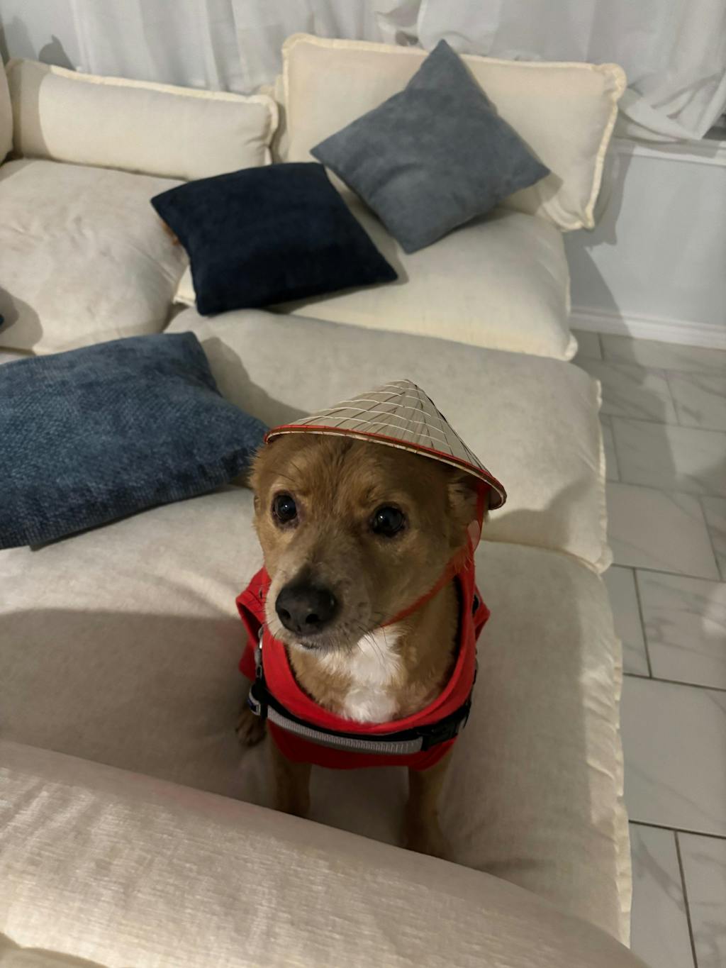 Pet/ Doll / Baby Non La (Straw Hat)