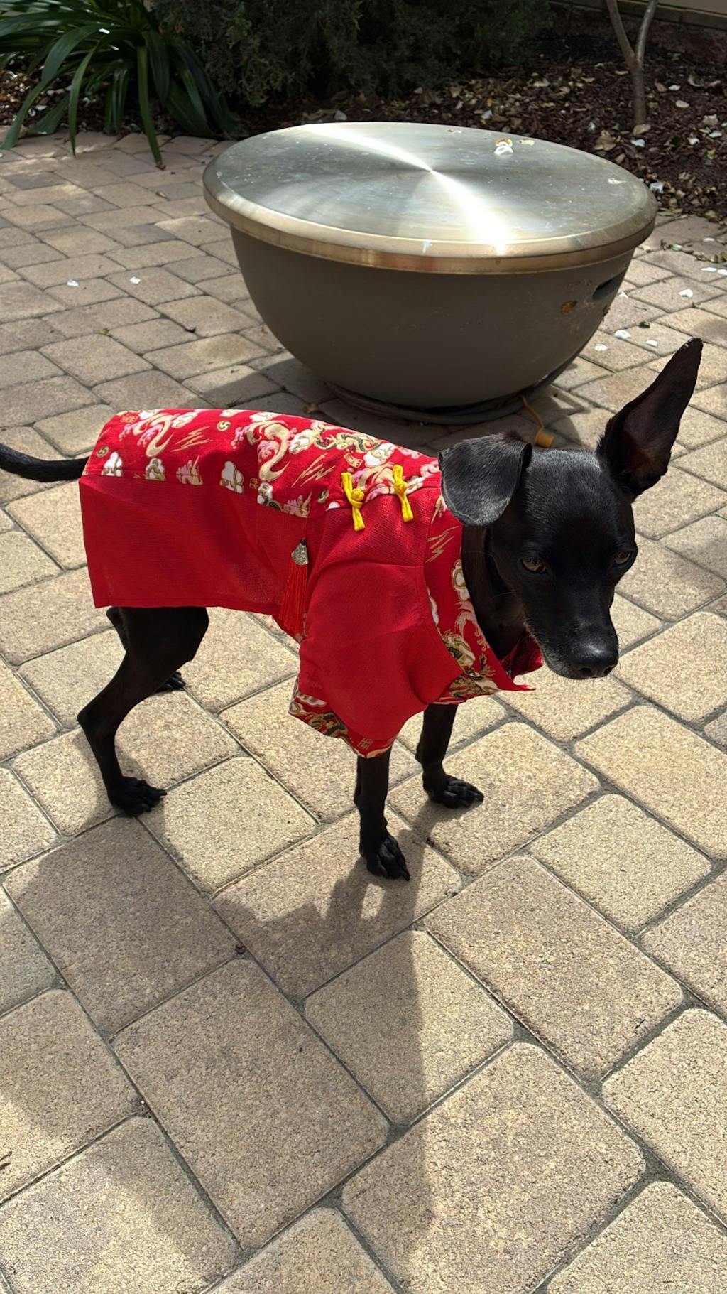 Pet Gam with Buttons Ao Dai (Red, Blue, Yellow) 48A-B