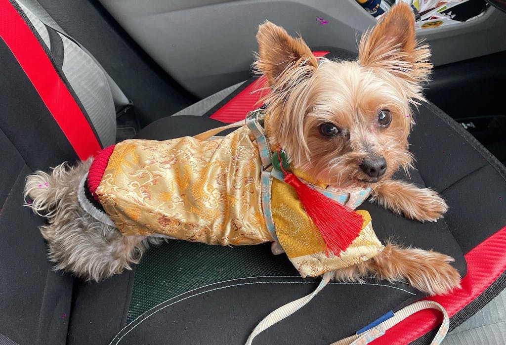 Pet Yellow Gam Red Tassel Ao Dai 47A