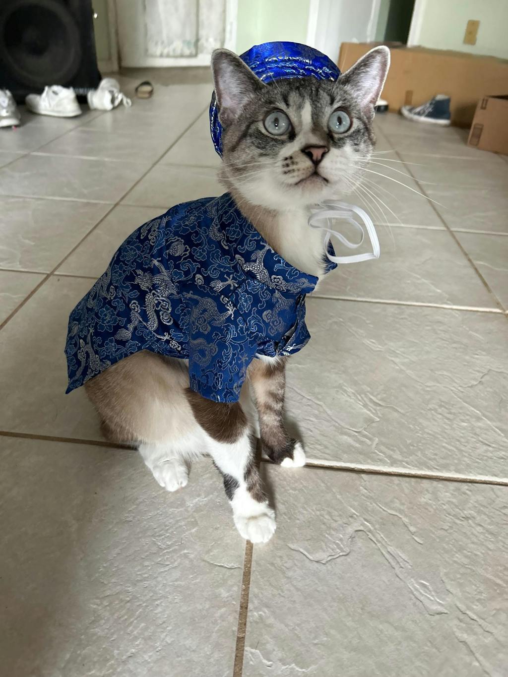 Pet Blue Gam Traditional Ao Dai with Khan Dong (Headband) 47A