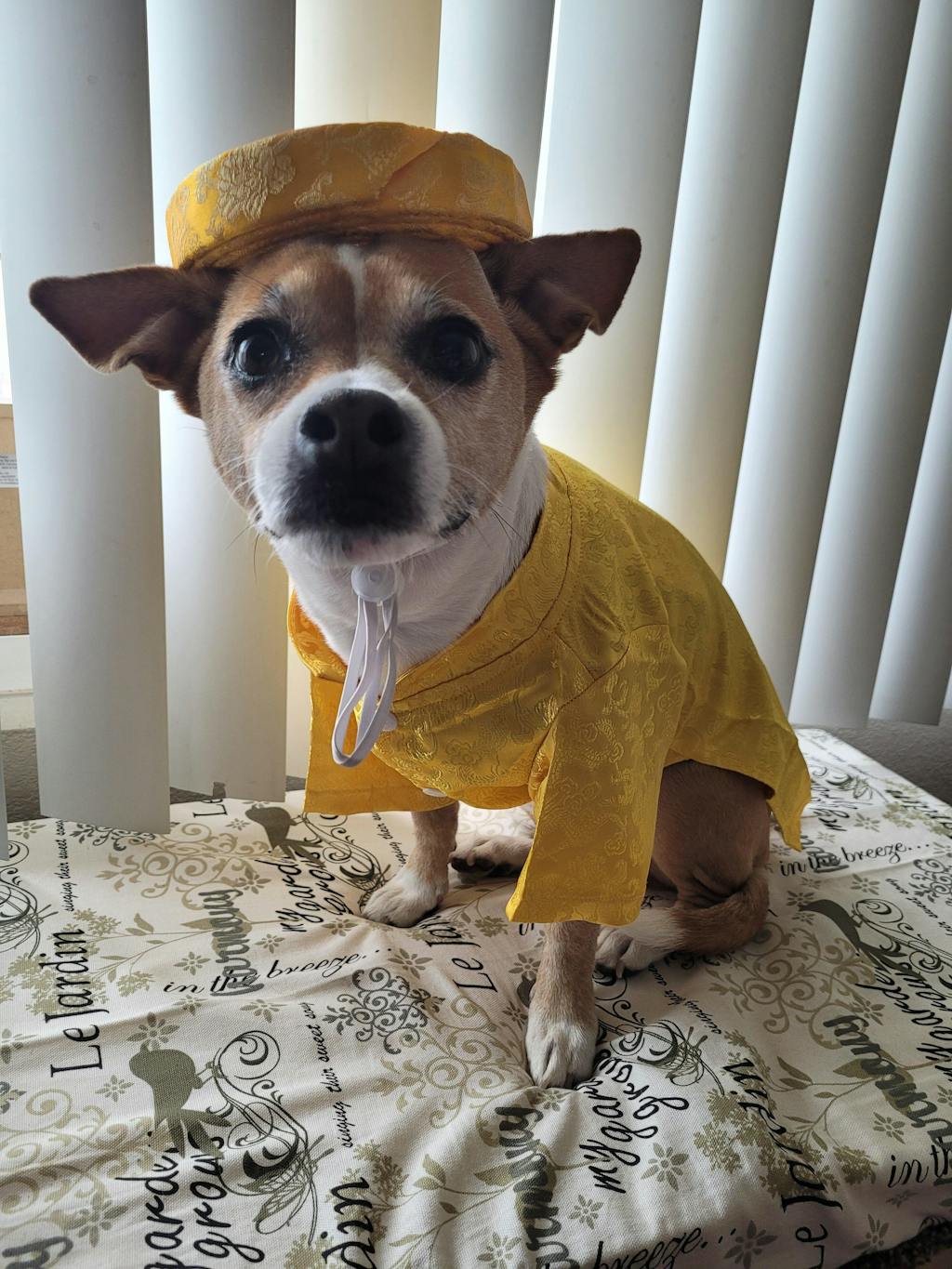 Pet Yellow Gam Traditional Ao Dai with Khan Dong (Headband) 47B