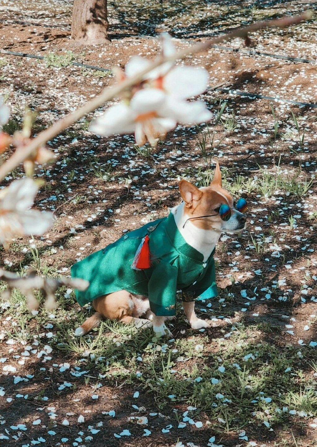 Pet Green Gam with Tassel Ao Dai 41A