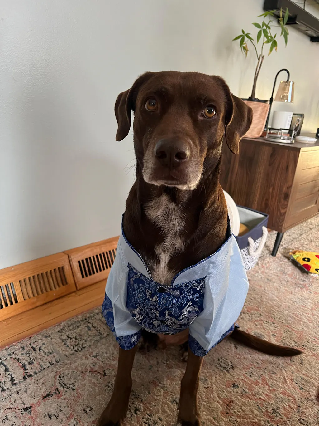 Pet Blue Gam Yellow Tassel Ao Dai 48A