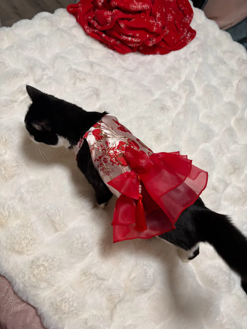 Pet Red and Gold Bow Yem-Inspired Halter Ao Dai 48C