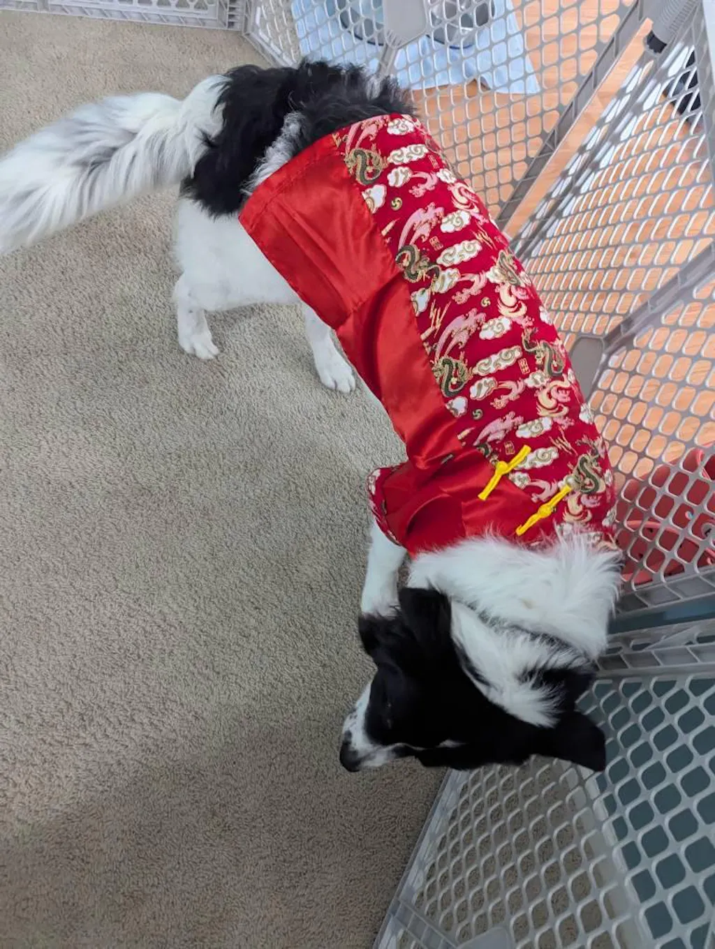 Pet Gam with Buttons Ao Dai (Red, Blue, Yellow) 48A-B