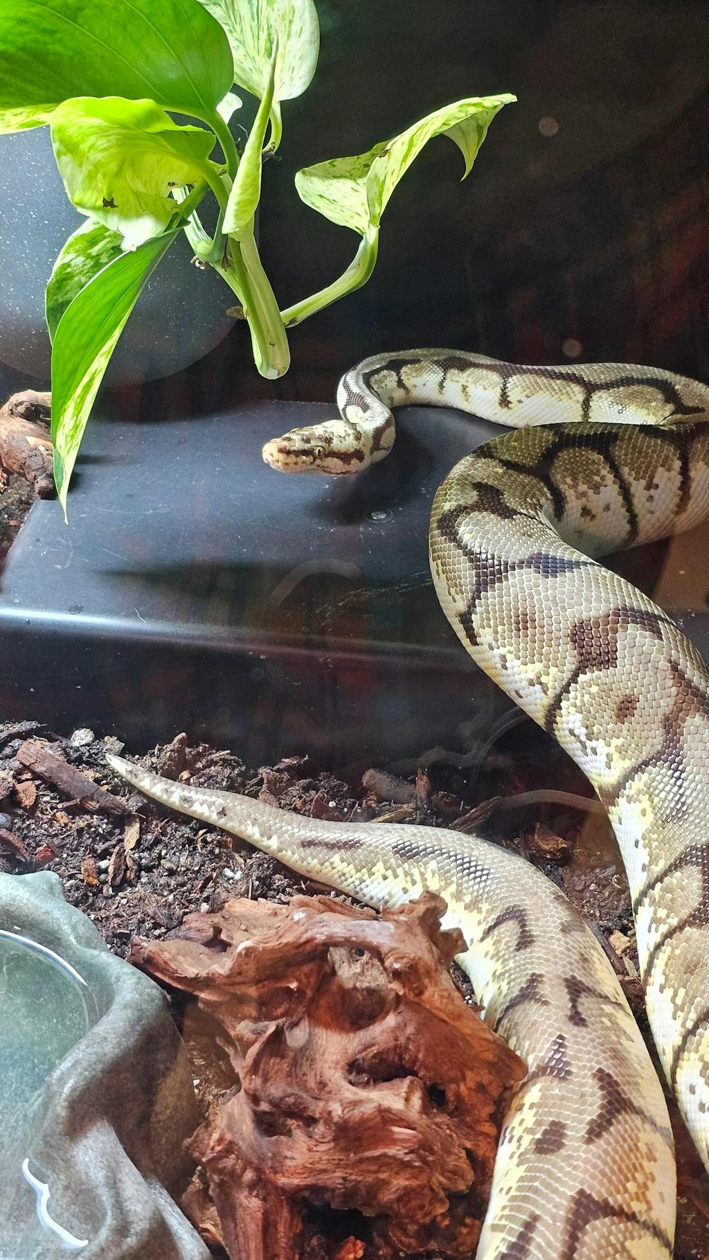 Modular PVC Reptile Enclosure 4'x2'x2' Double Swing Down Doors - Apex ...