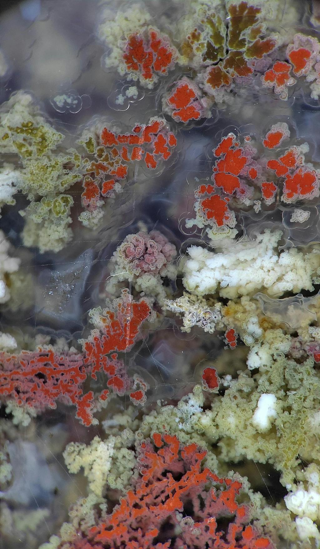 JeweLens 120X Illuminated Jewelers Loupe