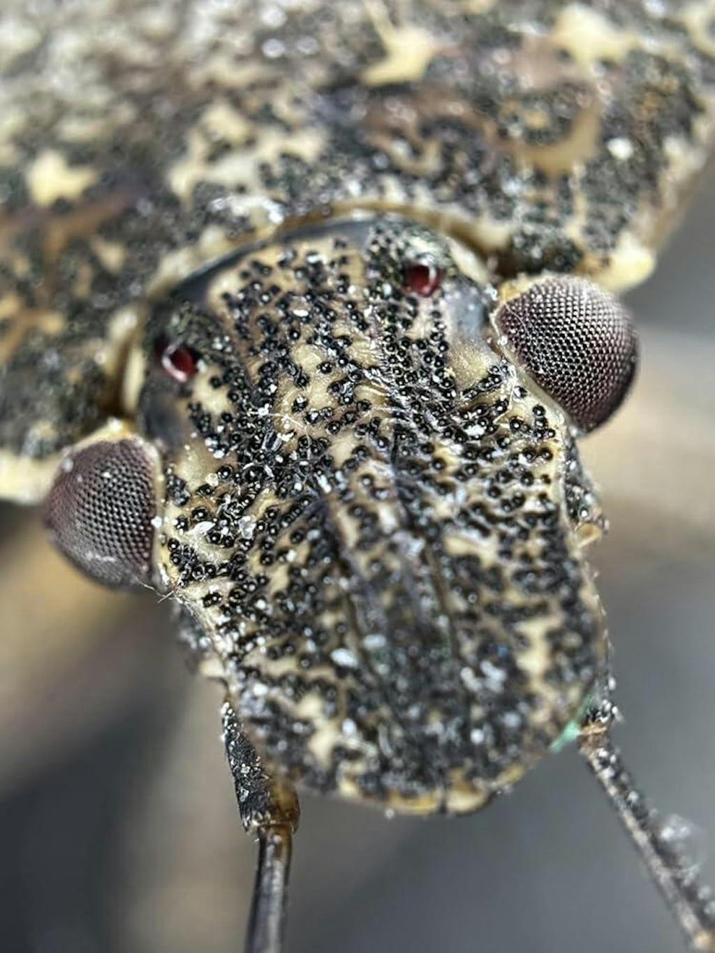 PhoneMicro 5 Series 100X/150X/200X/300X Microscope Lens