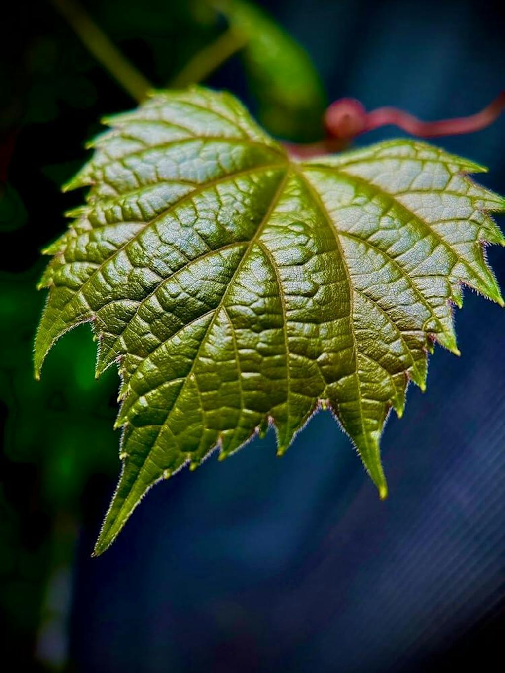 10-20X ZoomMacro Lens