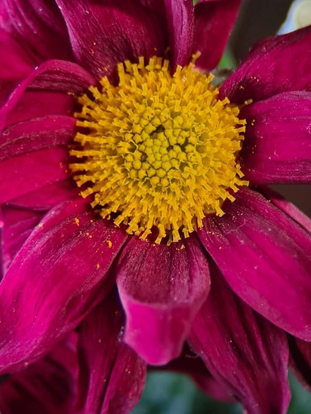 TeleMacro 6X Zoom Lens