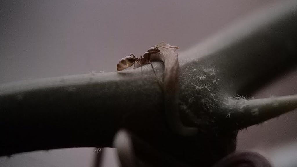 TeleMacro 6X Zoom Lens