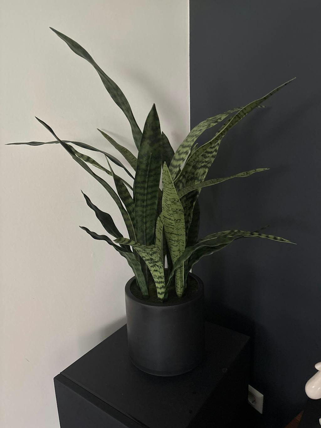 Künstlicher Bogenhanf - Nero | 90 cm