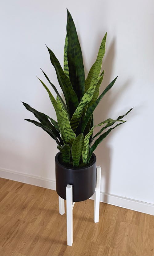 Künstlicher Bogenhanf - Leandro | 75 cm