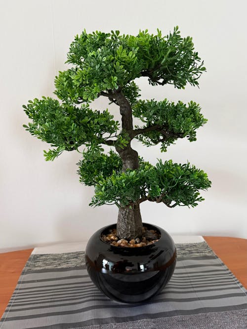 Künstlicher Ficus Bonsai - Sota | 47 cm