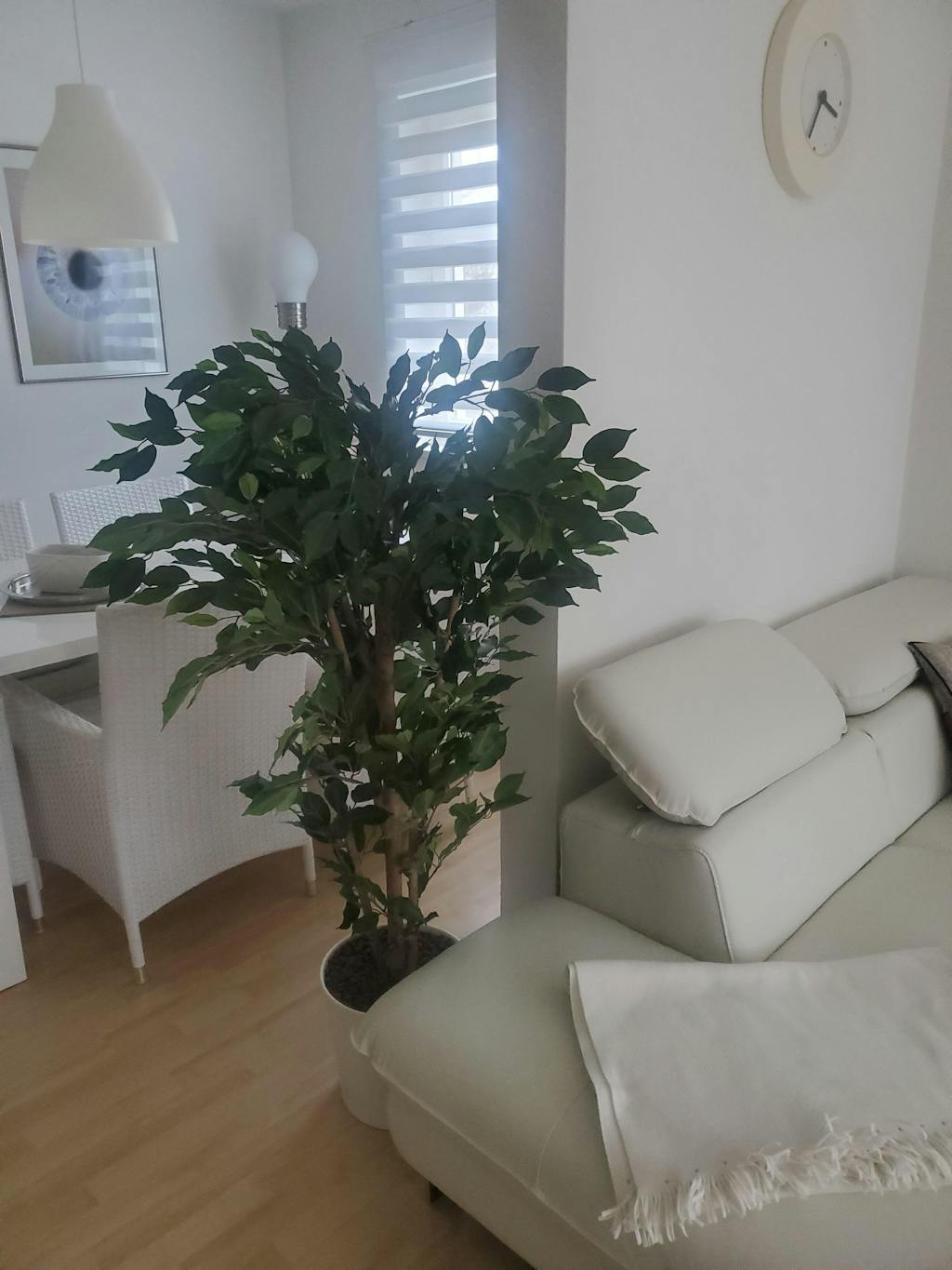 Künstlicher Chinesischer Ficus - Ismail | 150 cm