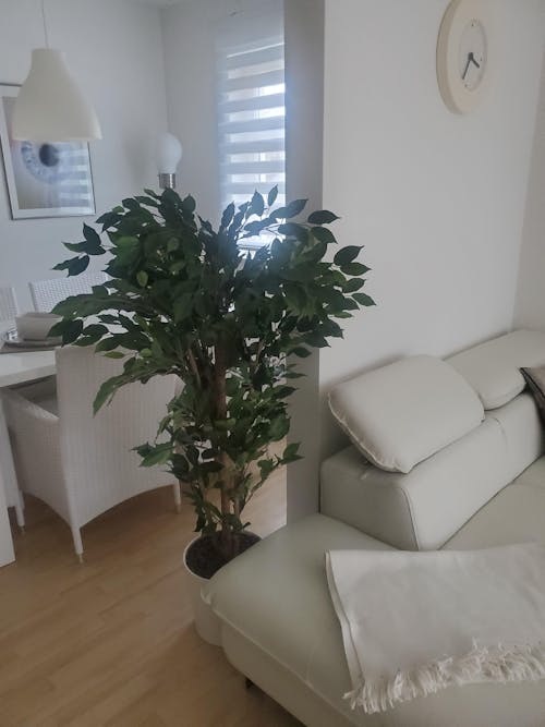 Künstlicher Chinesischer Ficus - Ismail | 150 cm