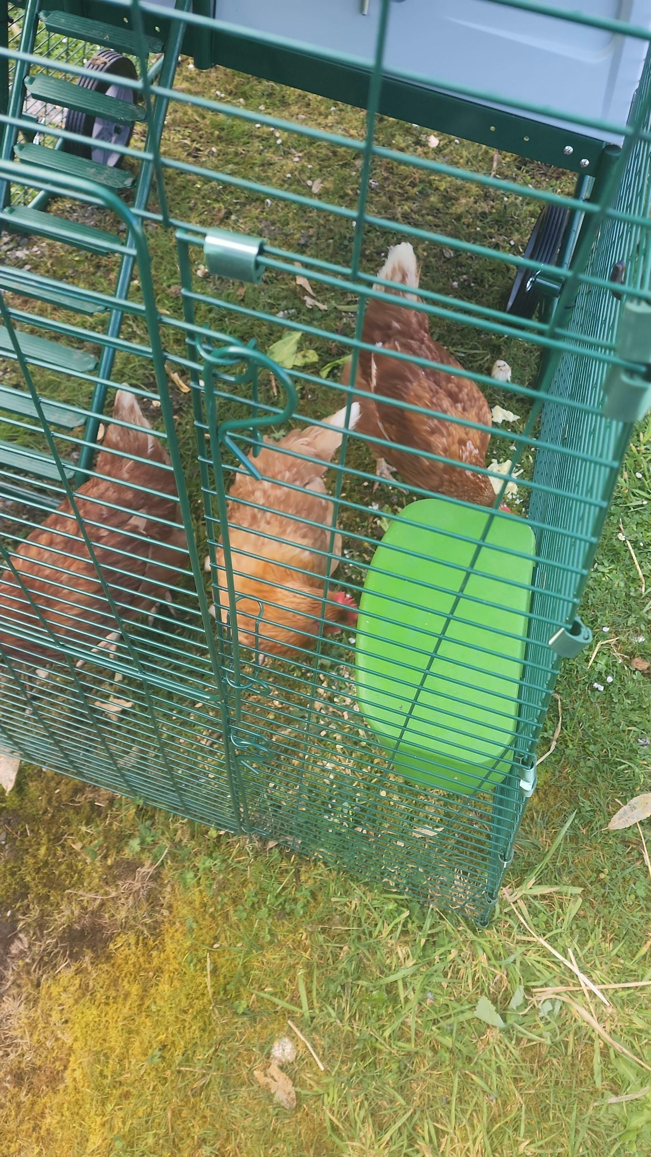 Omlet Eglu Cube Large Chicken Coop Appletons