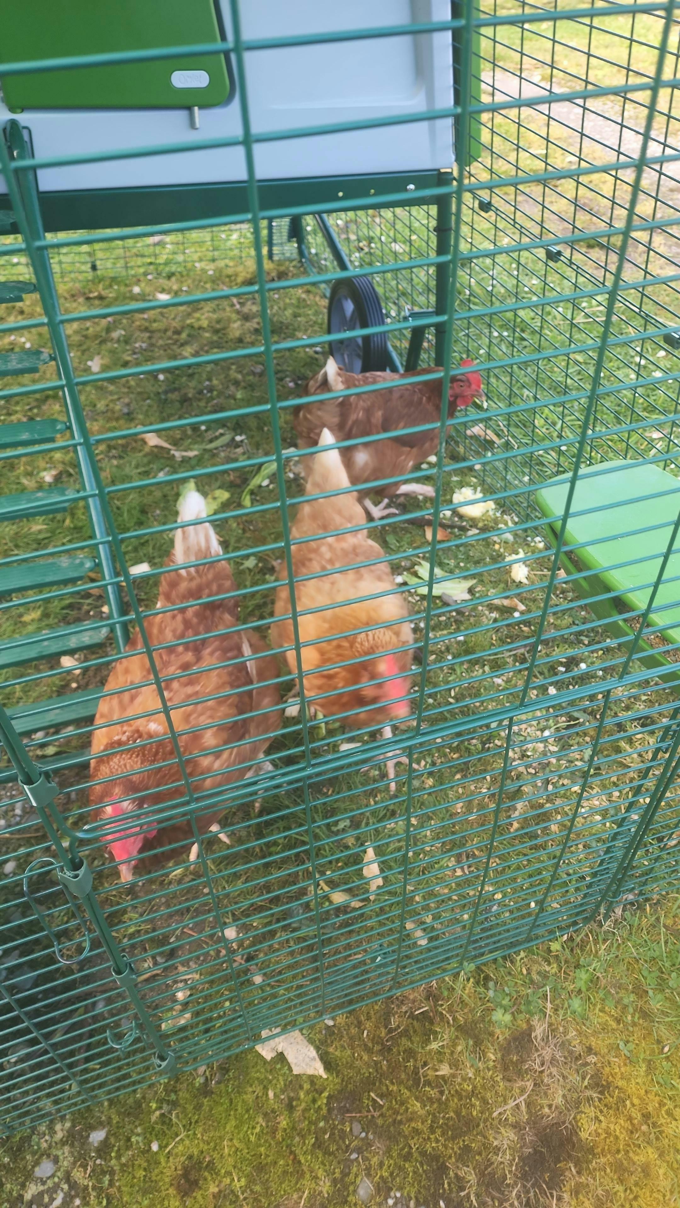 Omlet Eglu Cube Large Chicken Coop Appletons