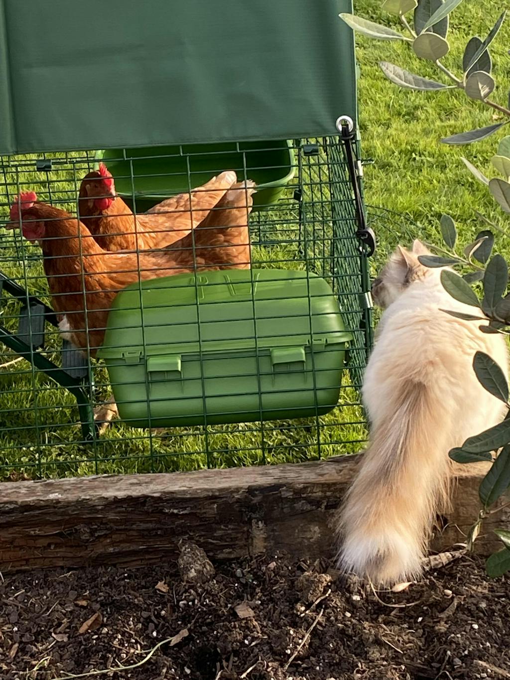 Eglu Go UP Raised Chicken Coop