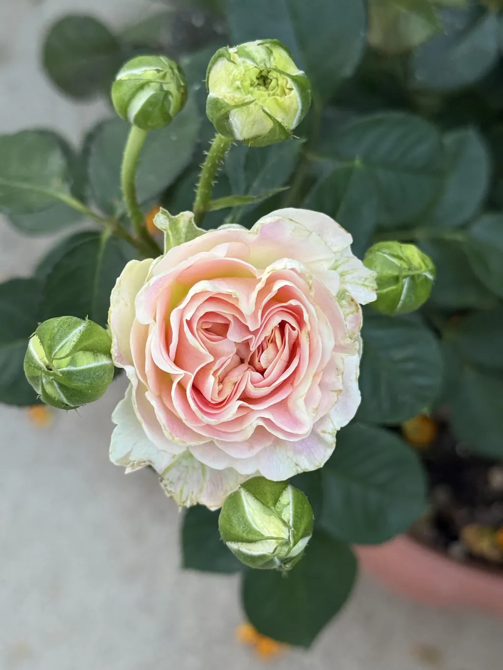 Perky Parasol™ Pale Green & Bright Pink Rose | April & Ashley