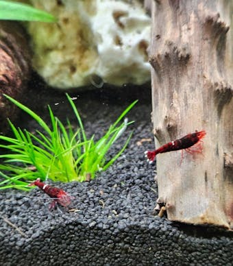 Red Ruby Garnele | Caridina sp. Taiwan Bee