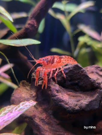 Oranger Zwergflusskrebs CPO | Cambarellus patzcuarensis orange