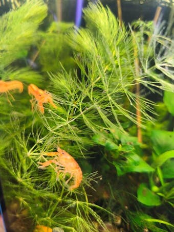 Aqua Birne - Premium Mineral Powder | Natürlicher Wasseraufbereiter + Mineralien