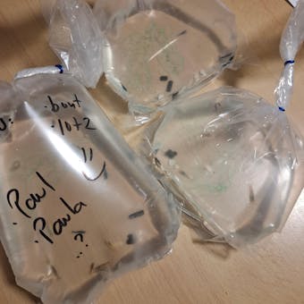 Überraschungs Neocaridina Garnelen Party-Mix | 10+1 & kostenlose Probe