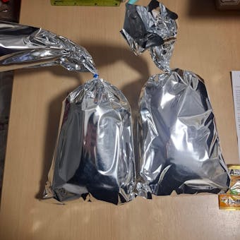 Amano Garnele / Amanogarnele | TOP Algenfresser | Caridina multidentata