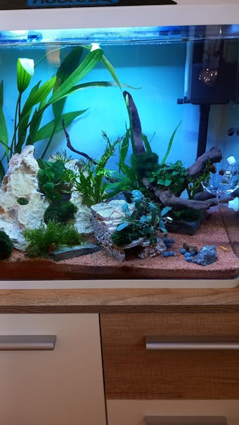 Blaue Diamond Garnele | Neocaridina davidi "Blue Diamond"