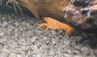 Oranger Zwergflusskrebs CPO | Cambarellus patzcuarensis orange