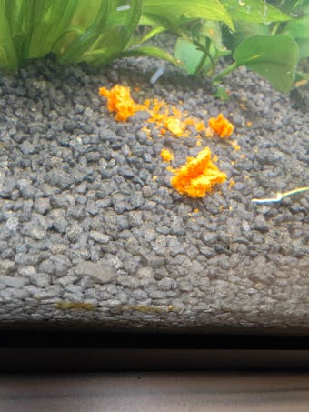 Aqua Birne - Premium Paprika Sticks / Pellets | Zusatzfutter