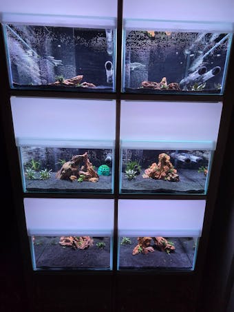 Drachenstein / Dragon Stone | Ohko Stein / Ohko Rock | Premium Variante