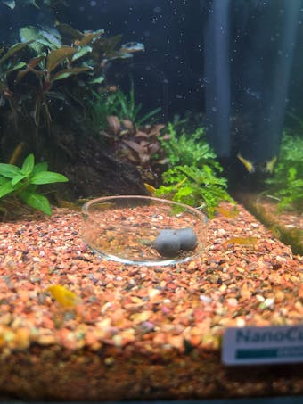 Aqua Birne - Premium Mineral Balls | Hochwertige Mineralien für das Aquarium