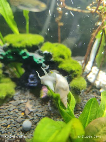 Spitzschlammschnecke - Yoda Schnecke | Lymnaea stagnalis