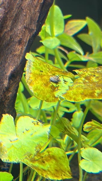 Blasenschnecke / Quellblasenschnecke | Physella sp.