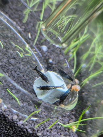 Aqua Birne - Premium Mineral Cubes | Mineralien Würfel für das Aquarium